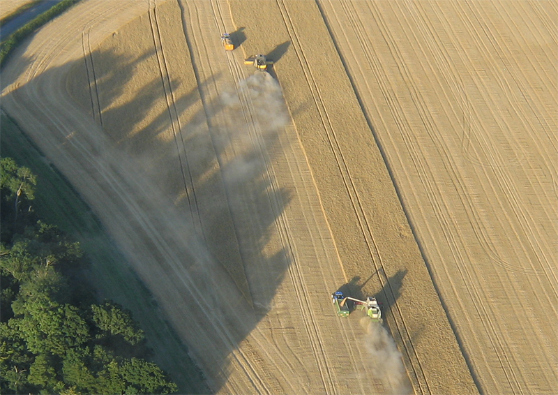 You can be sure of seeing combine harvesters cutting the crops during the summer time as you drift over the golden coloured fields surrounding Barleylads Farm Museum Essex on your hot air balloon flights. It takes skill to keep the tractor and trailer in line as tones of grain pour out of the spout of the combine.